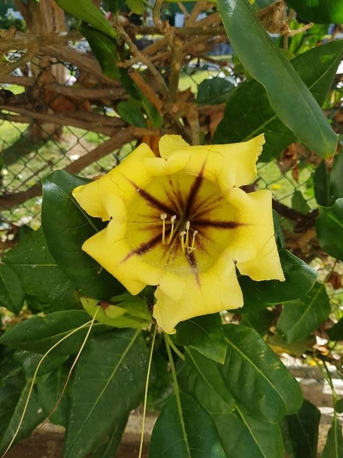 Kelchblume 7