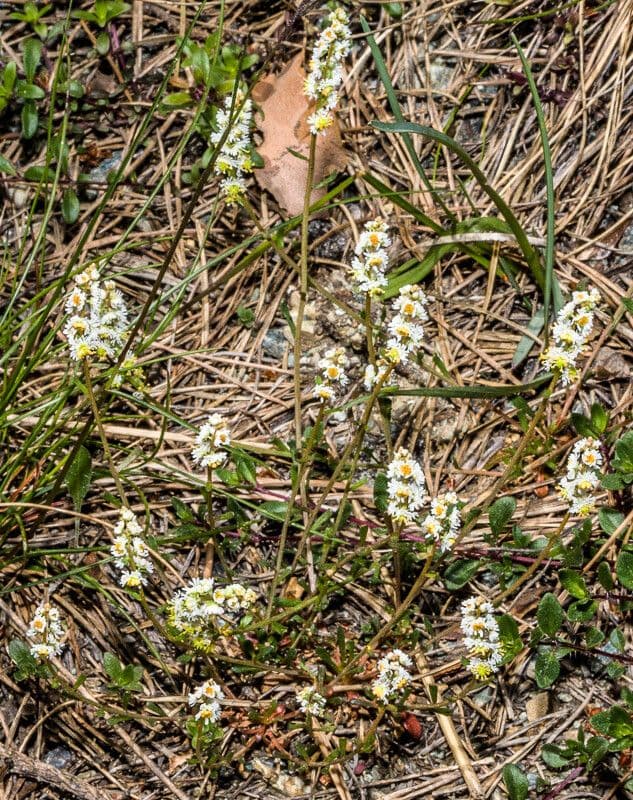 Sesamoides