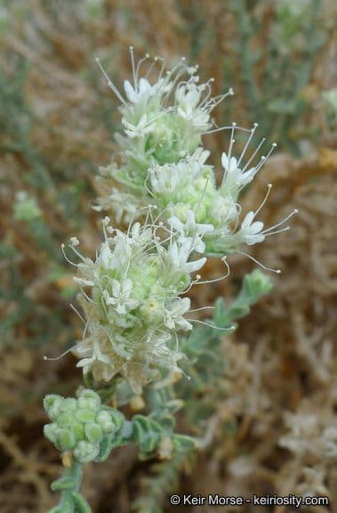 Petalonyx