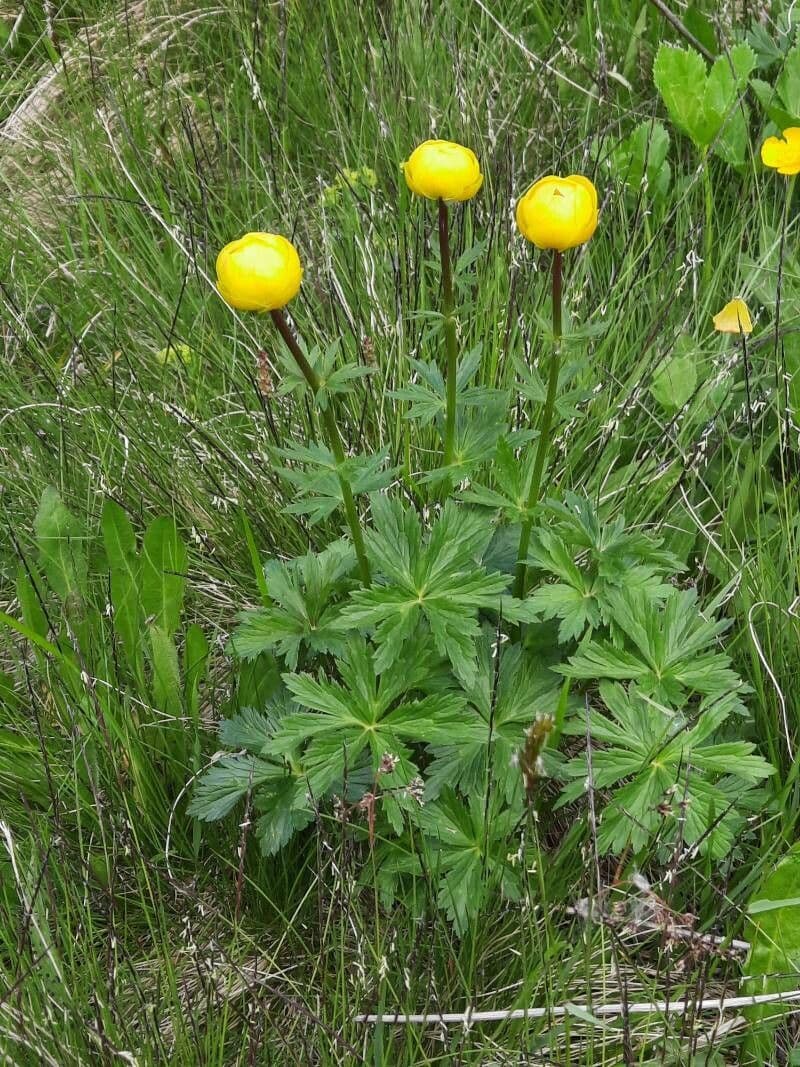 Botton d'oro 12