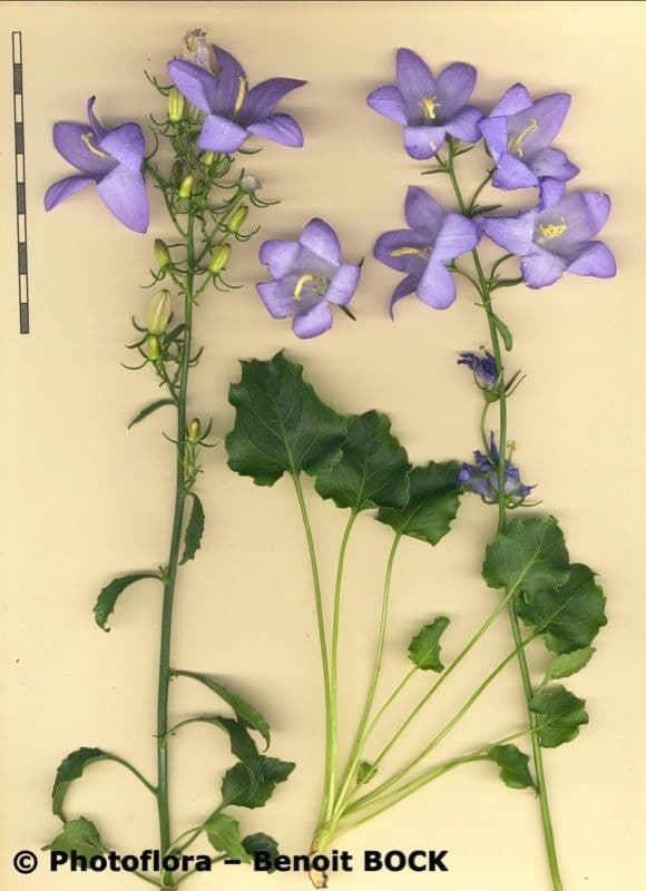 Campanula 22