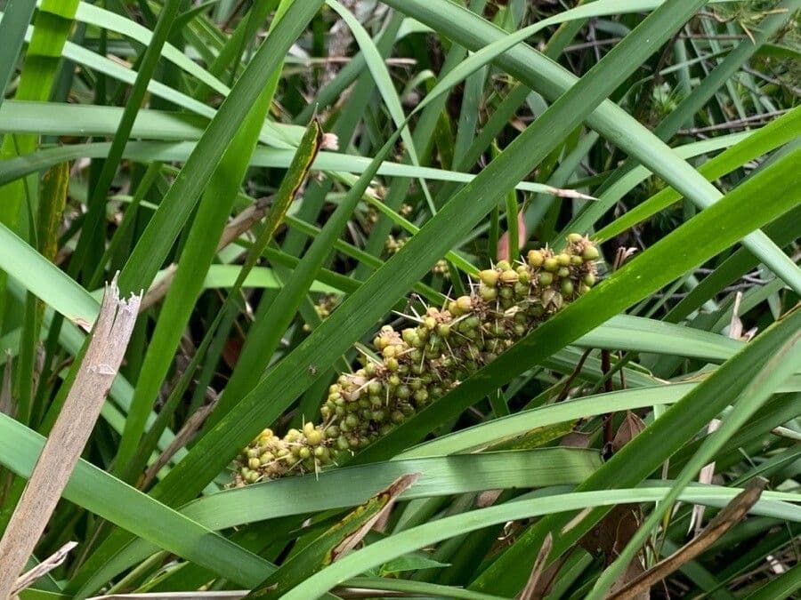 Lomandra 4