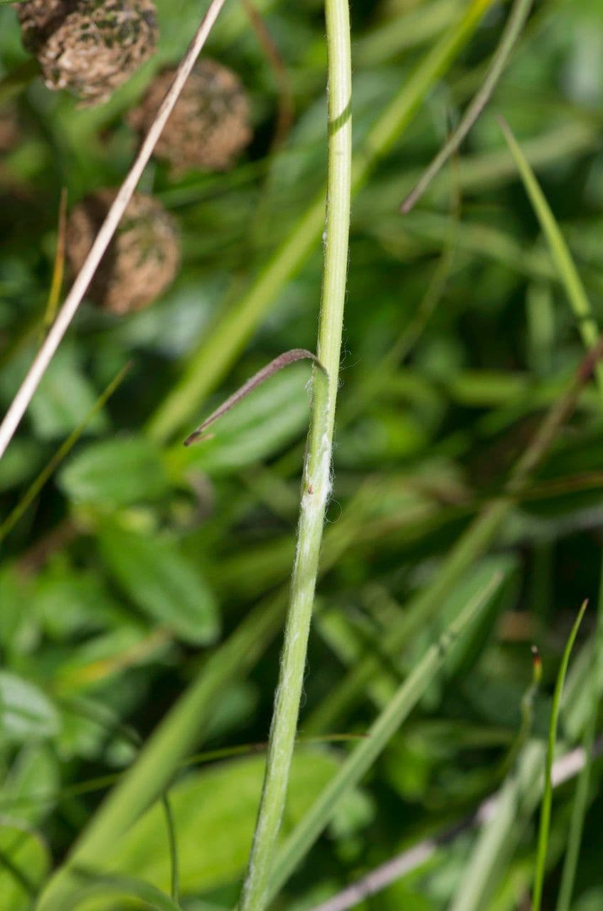 Scorzonera setolosa 7