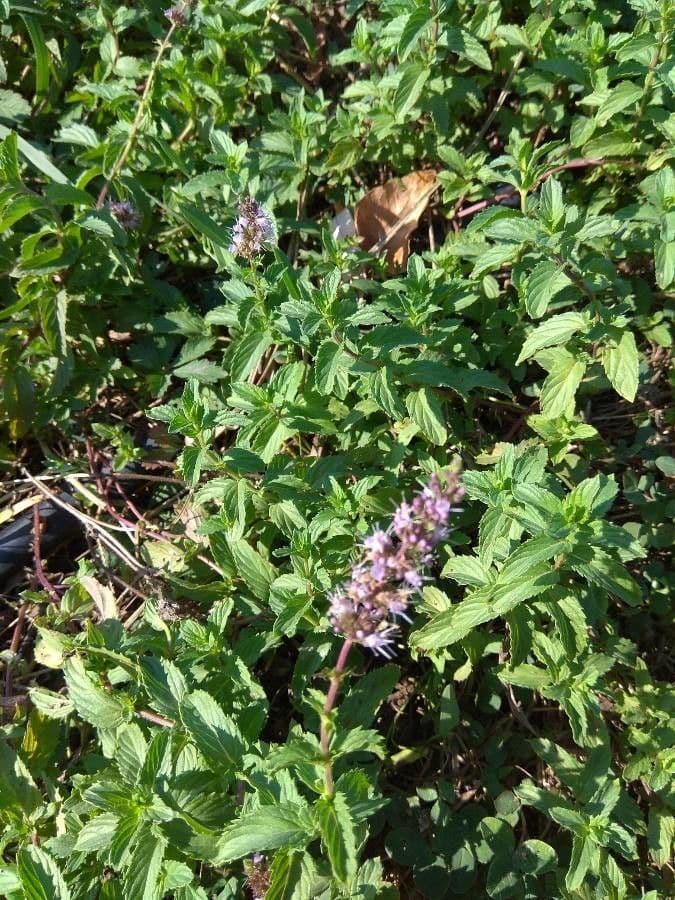 Menta piperita 8