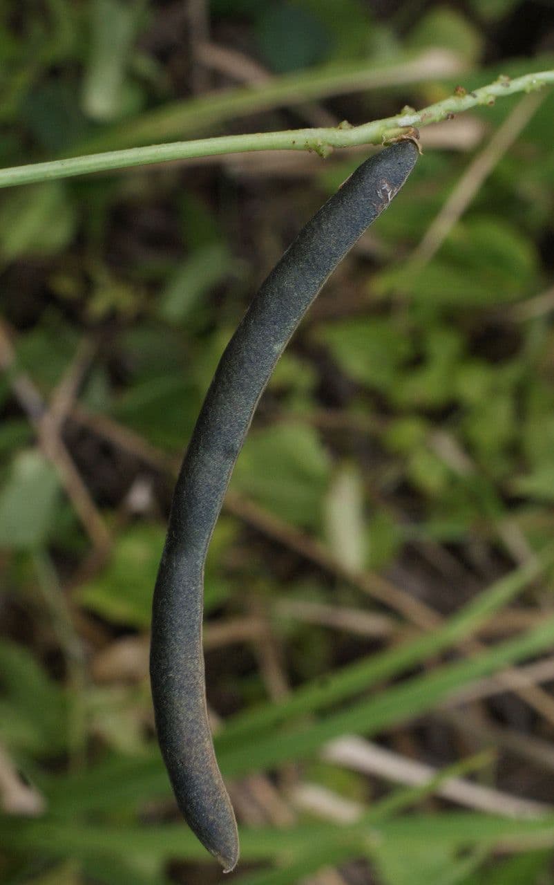 Vigna luteola 4