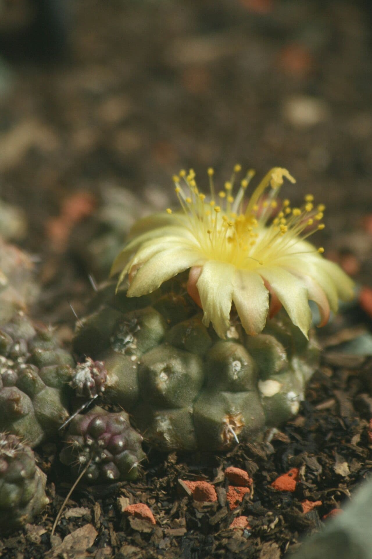 Copiapoa