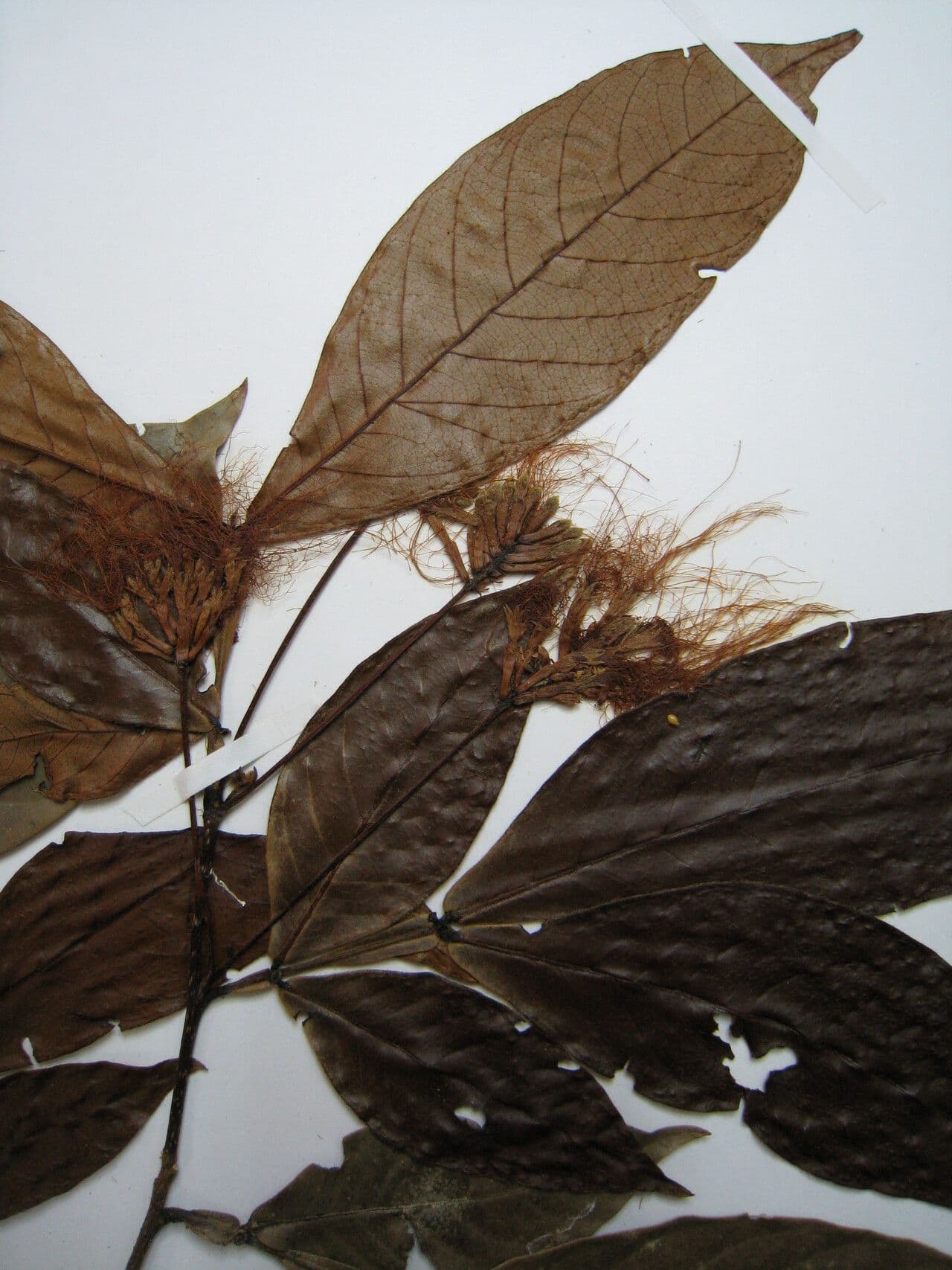 Inga pelosa 5
