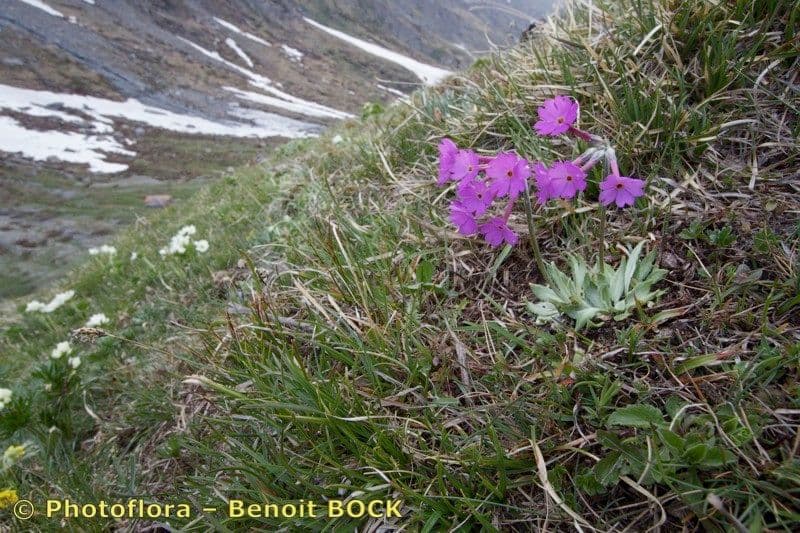 Primula di Haller 6