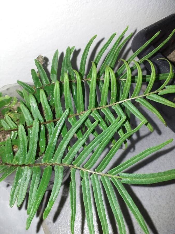 Pteris longifolia 7