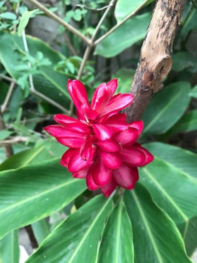 Zázvor purpurový 19