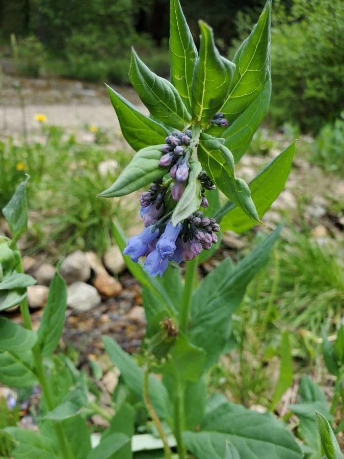 Mertensia ciliata 4