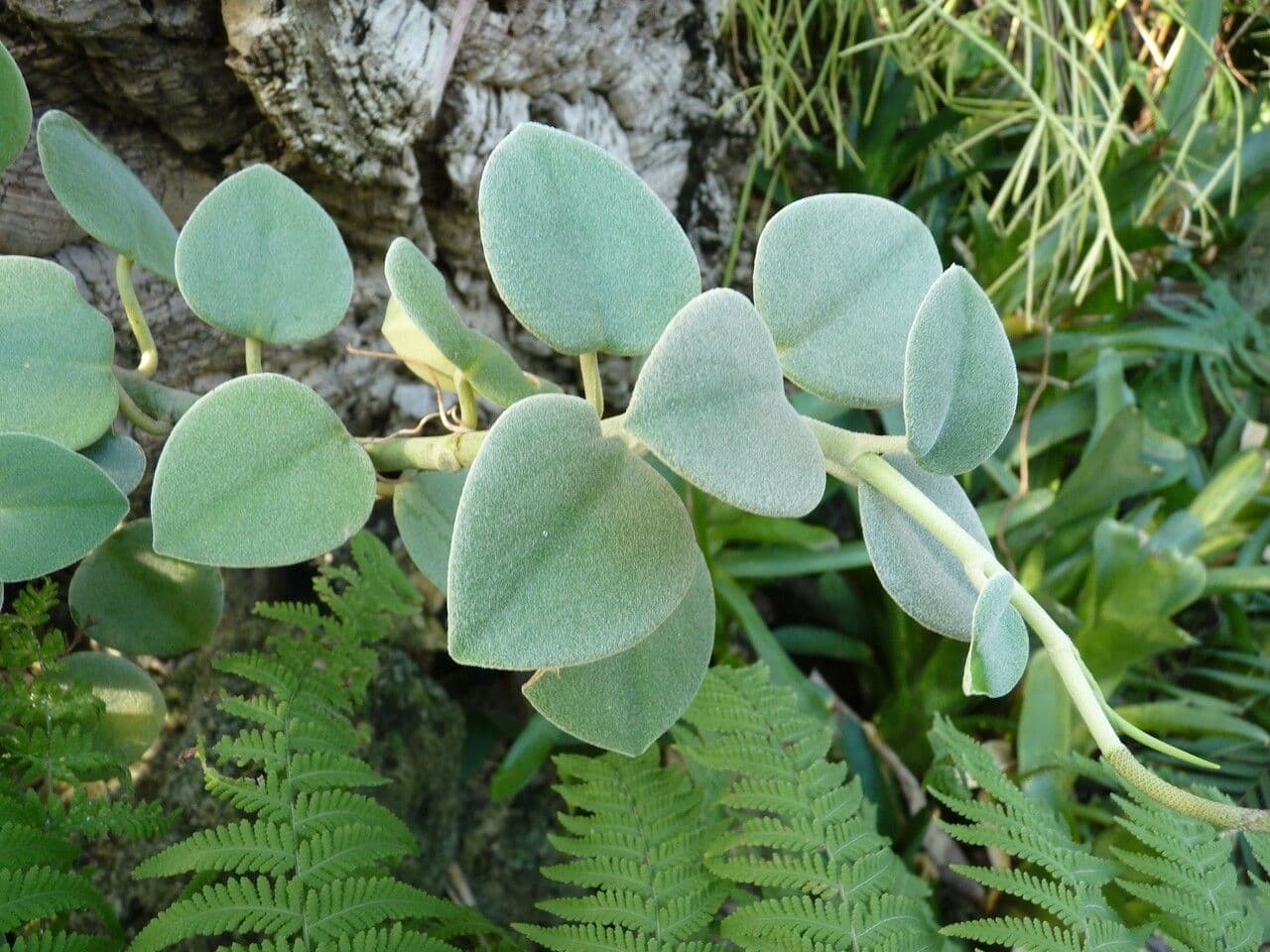 Peperomia 3