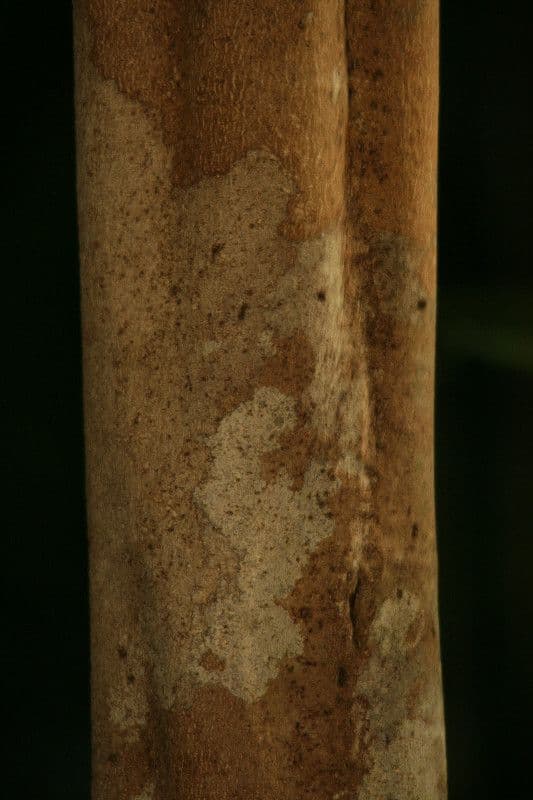 Spirotropis