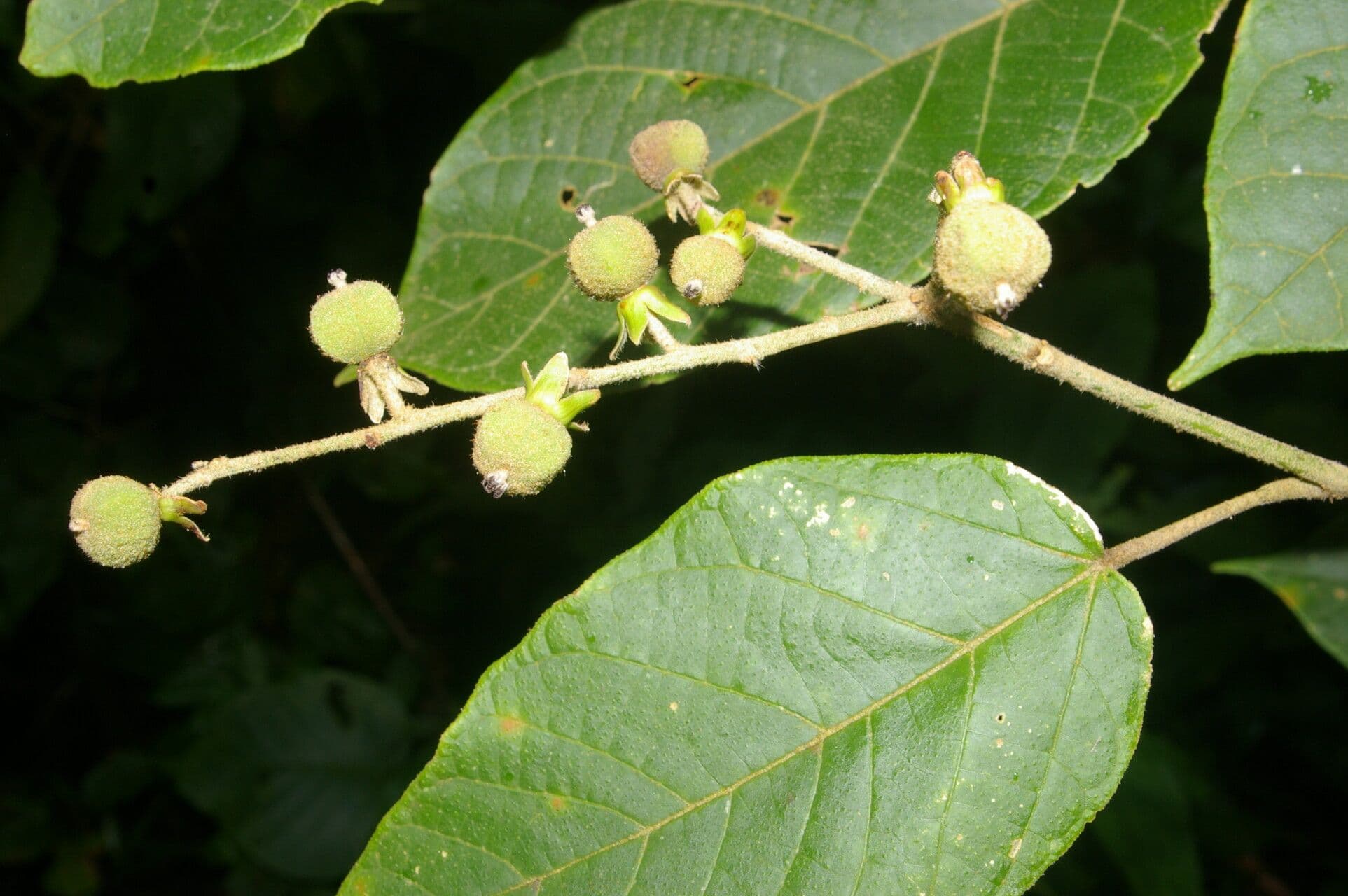 Croton 3