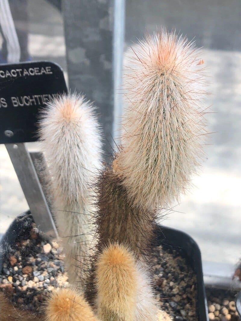 Cleistocactus 10