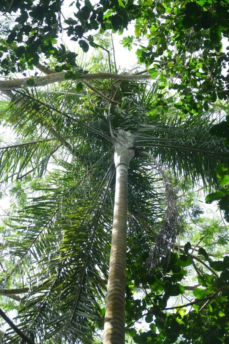 Dypsis 5