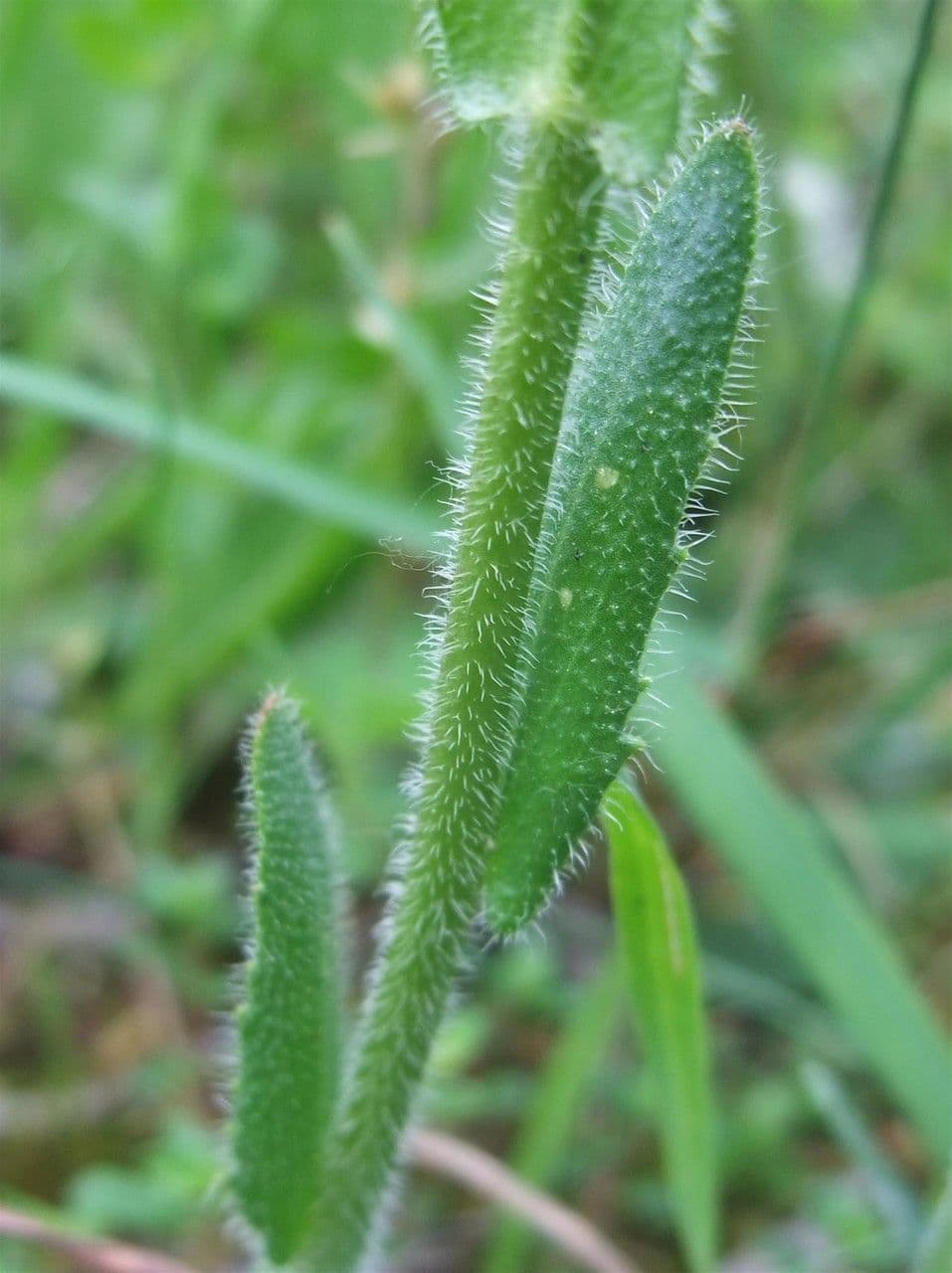 Arabetta irsuta 30