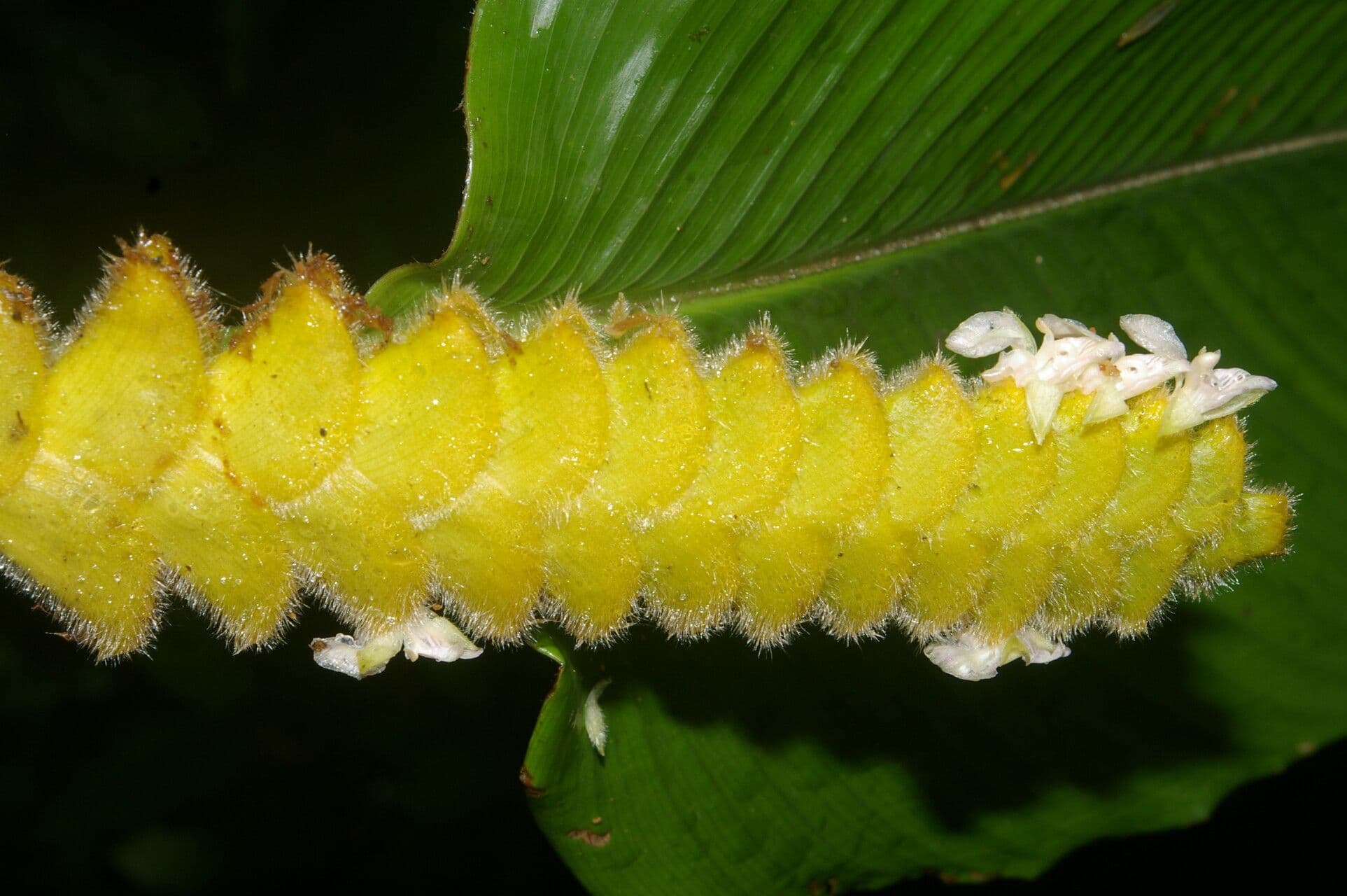 Kalatea 8