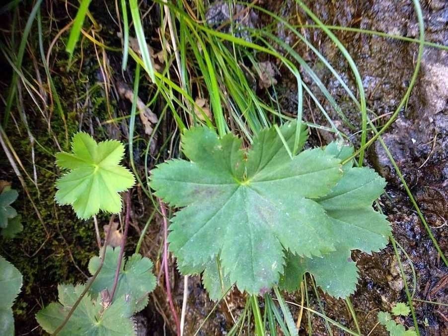 Alchemilla incisa 6