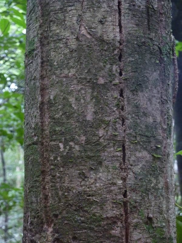 Glänzende Myrcia 20