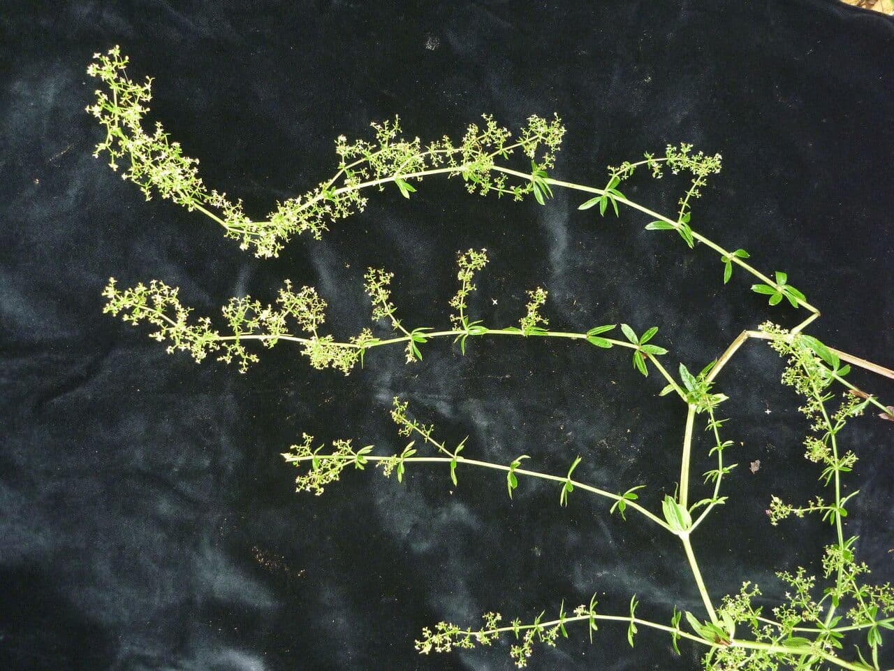 Galium asperifolium 3