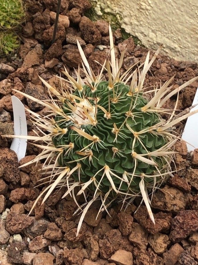 Leafy-spined Stenocactus