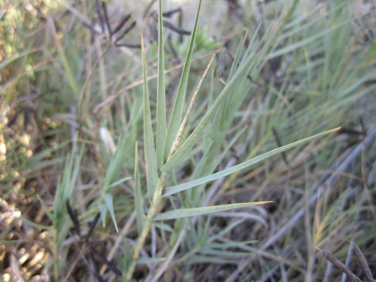Distichlis spicata 16