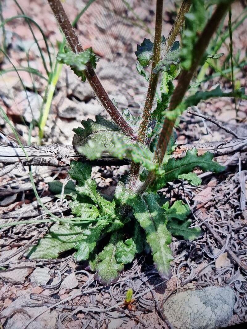 Senecio livido 14