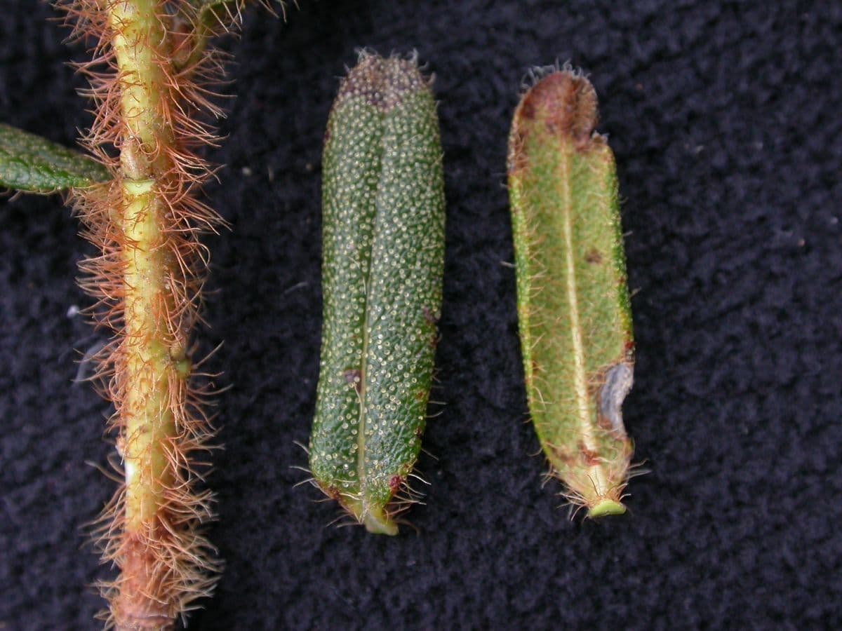 Rododendro setoso 15