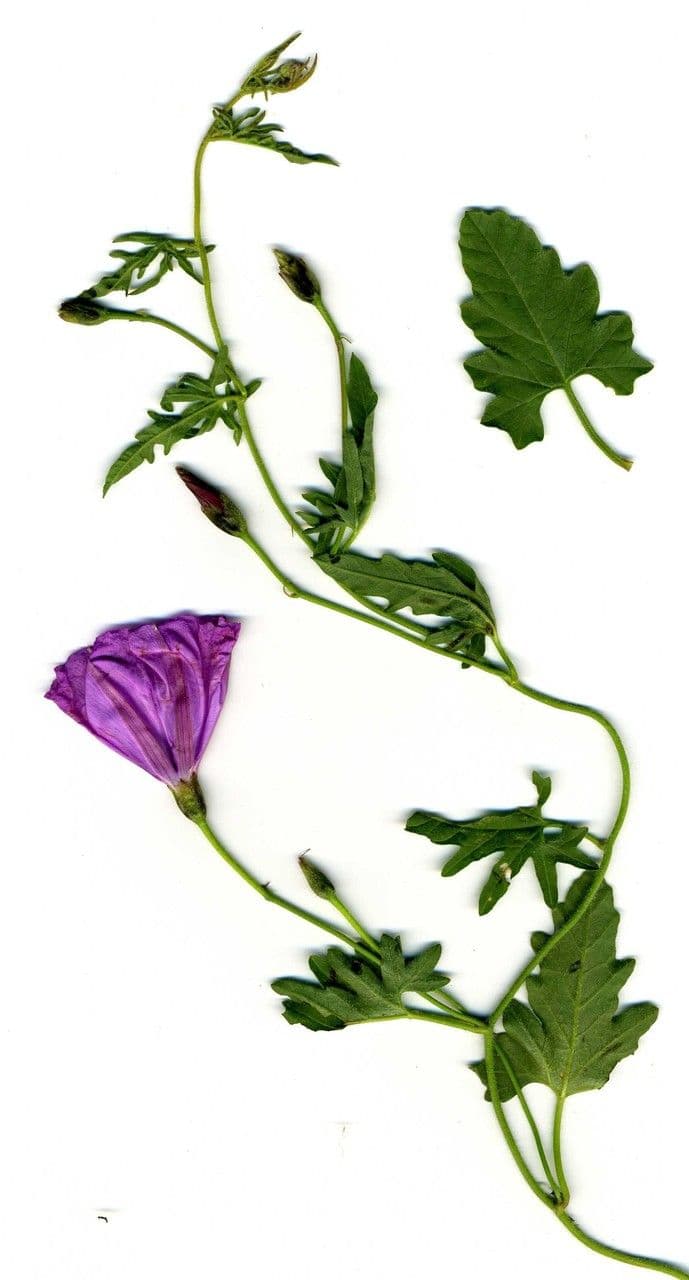 Vilucchio turco 25