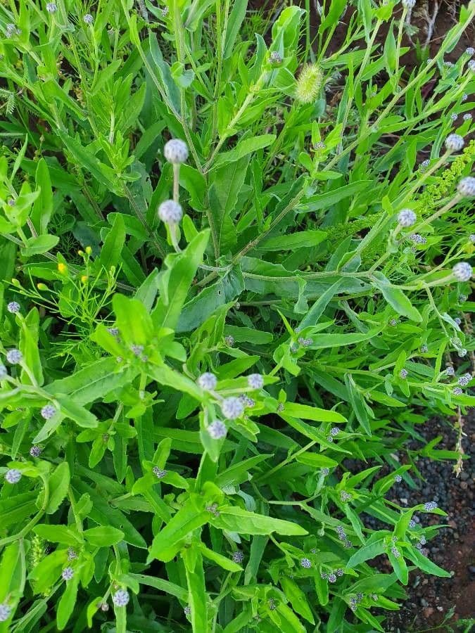 Sphaeranthus steetzii
