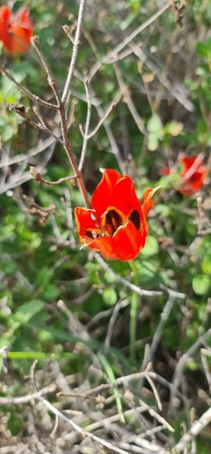 Tulipe d'Orient 5