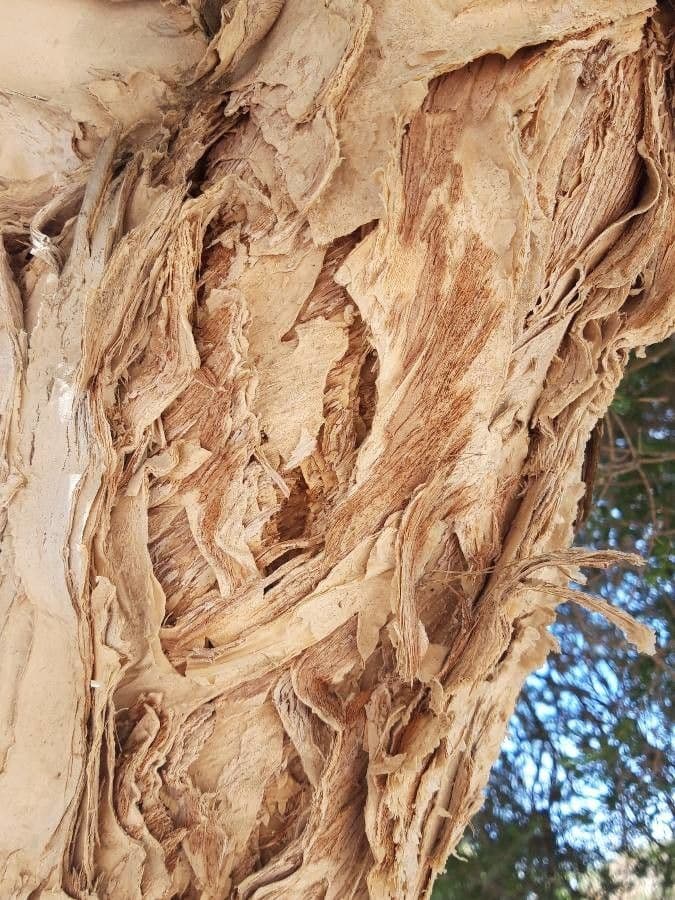Melaleuca 21
