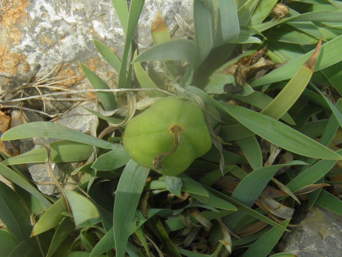 Iris lutescens 3