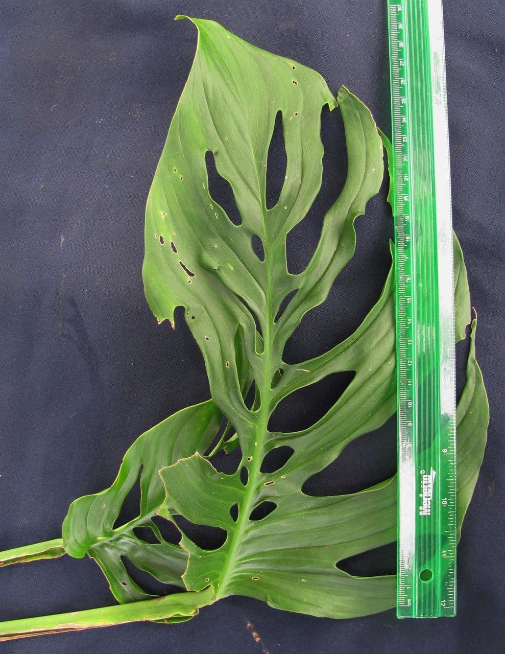 Monstera 14