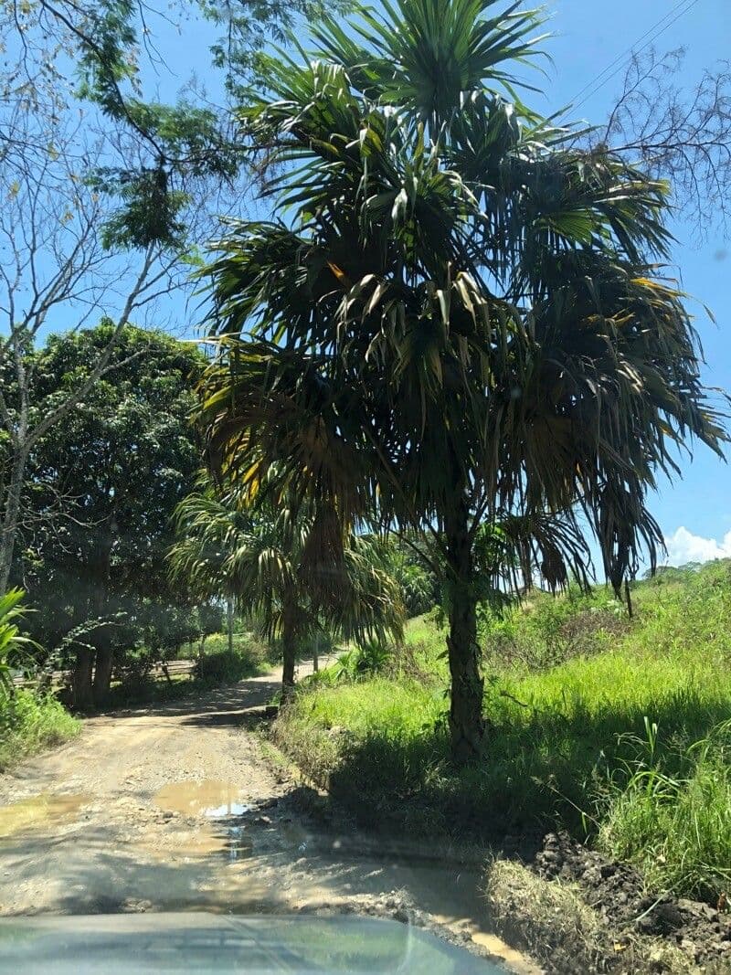 Sabal mauritijský