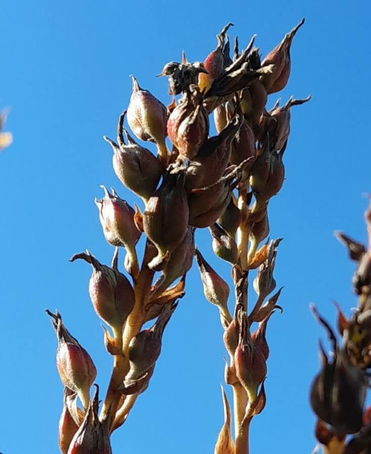 Puya