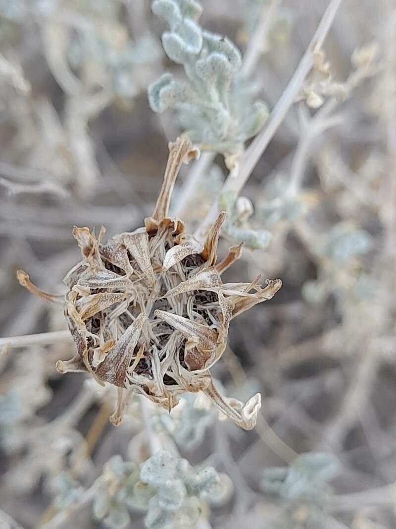 Anvillea