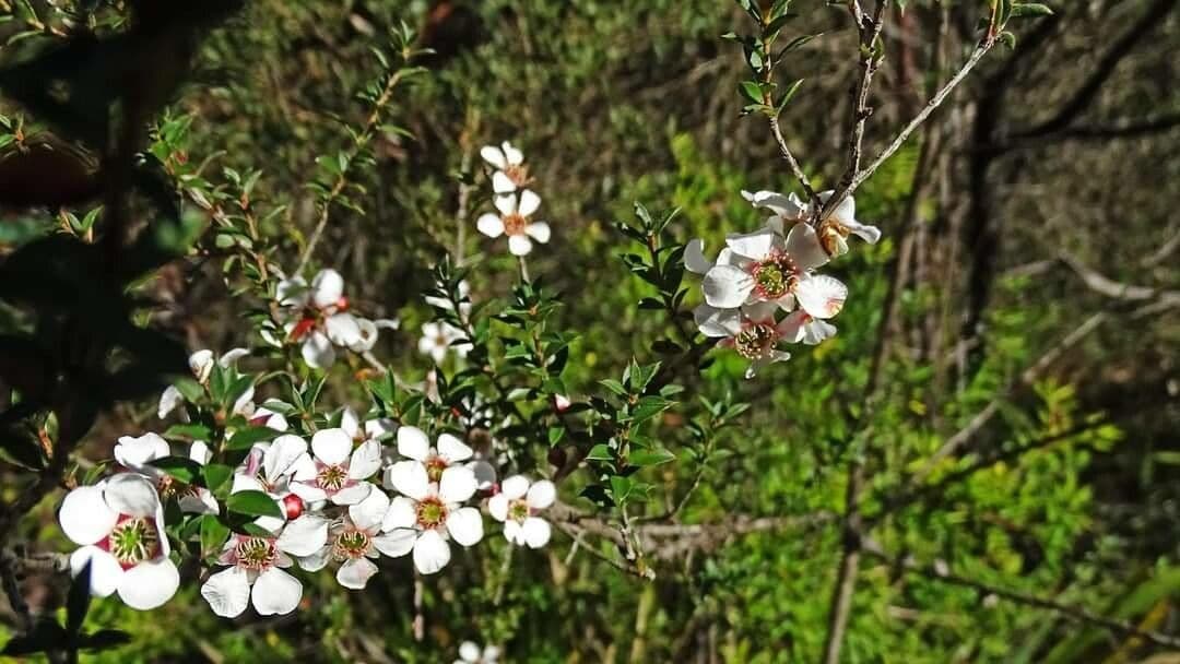Leptospermum squarrosum 5