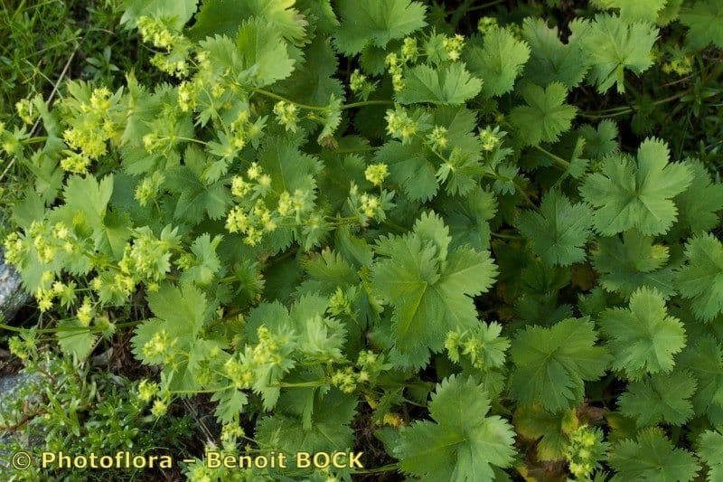 Alchemilla fissa 8