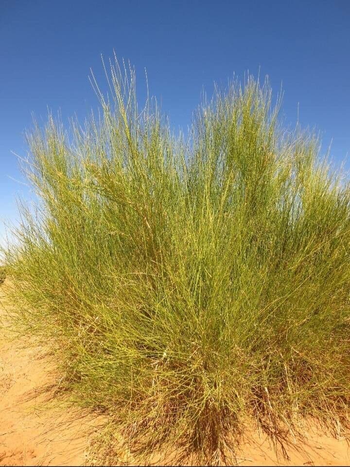 Leptadenia pyrotechnica 12