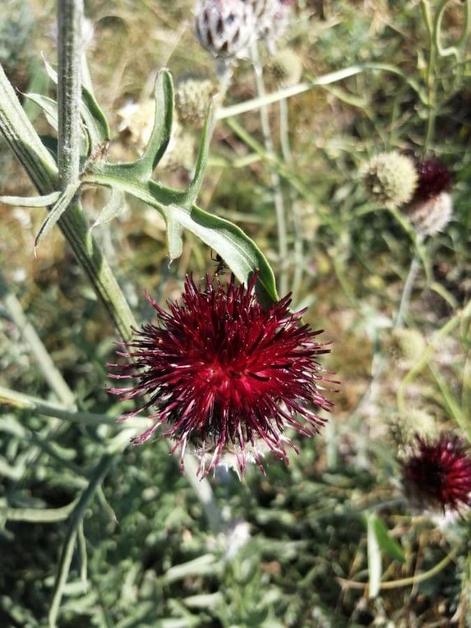 Centaurea