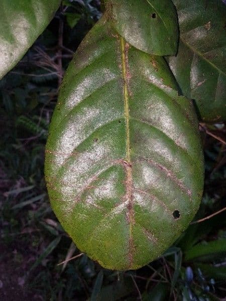Richeria grandis 7