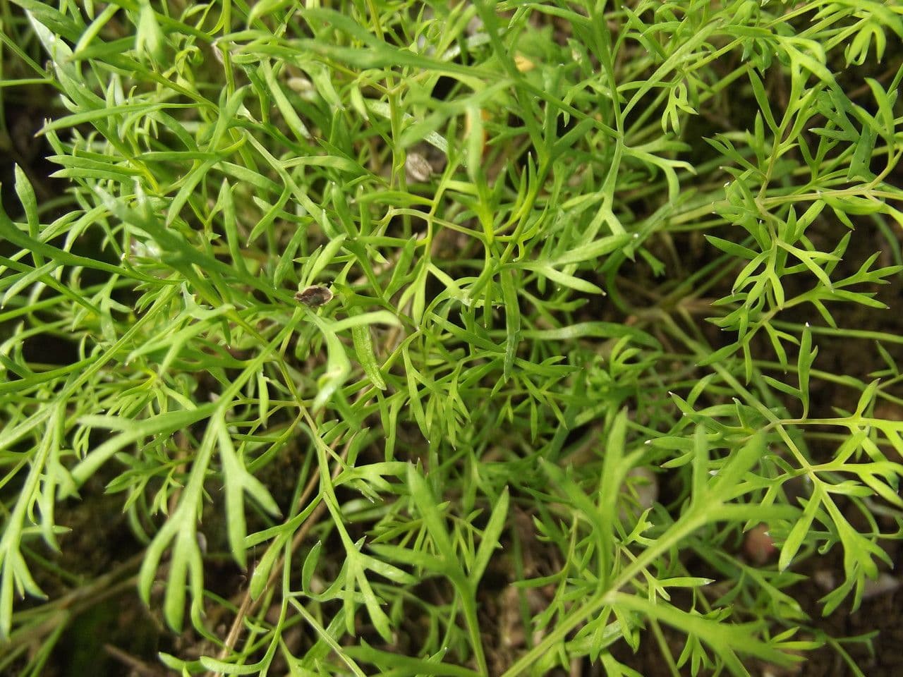 Dill 30