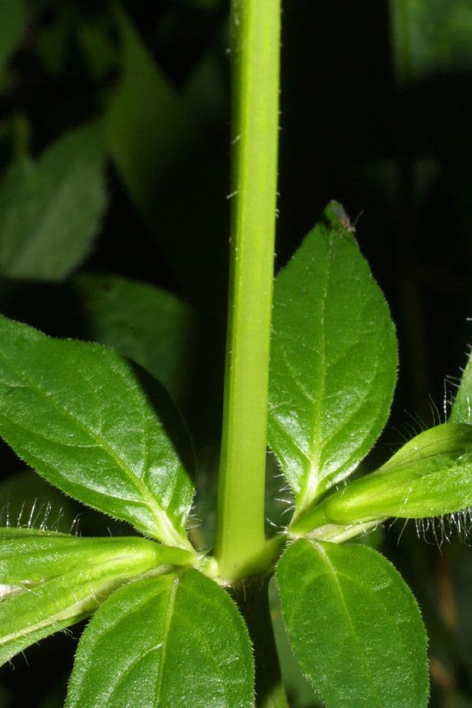 Ruellia 16