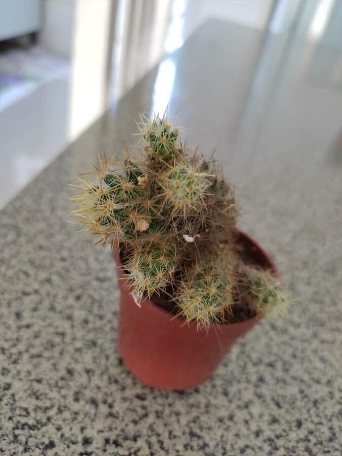Cactus proliferante 22