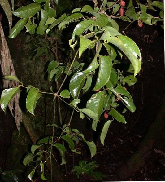 Gnetum 14
