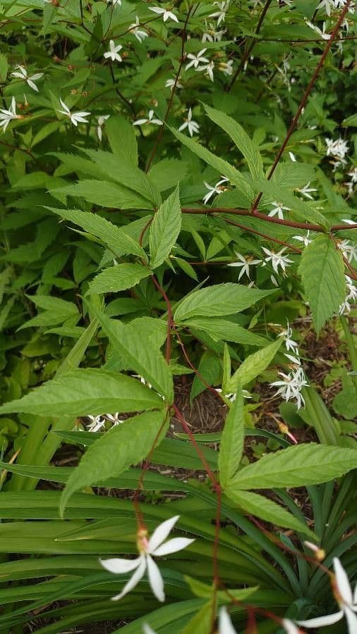 Aster divariqué 18