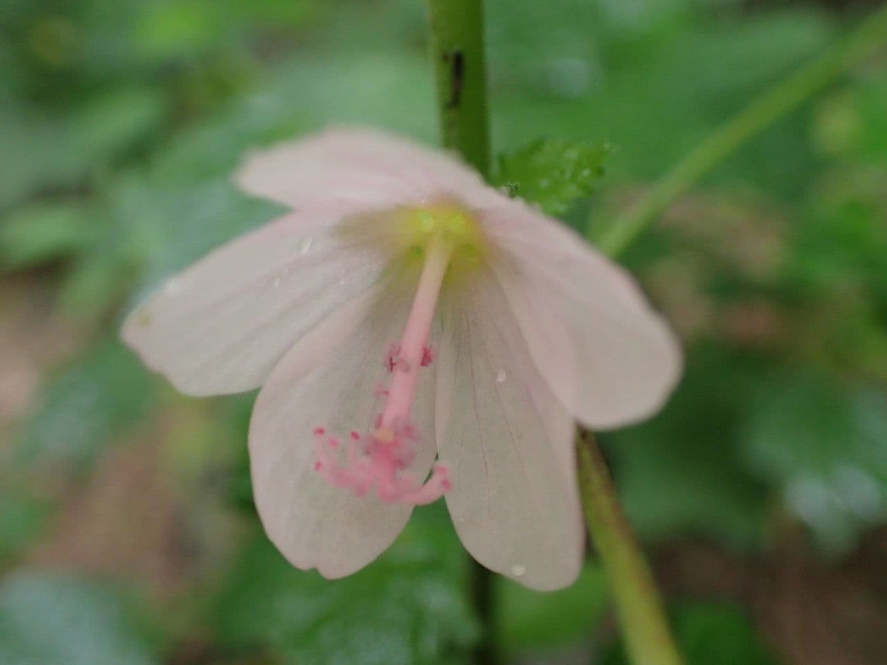 Pavonia columella 5