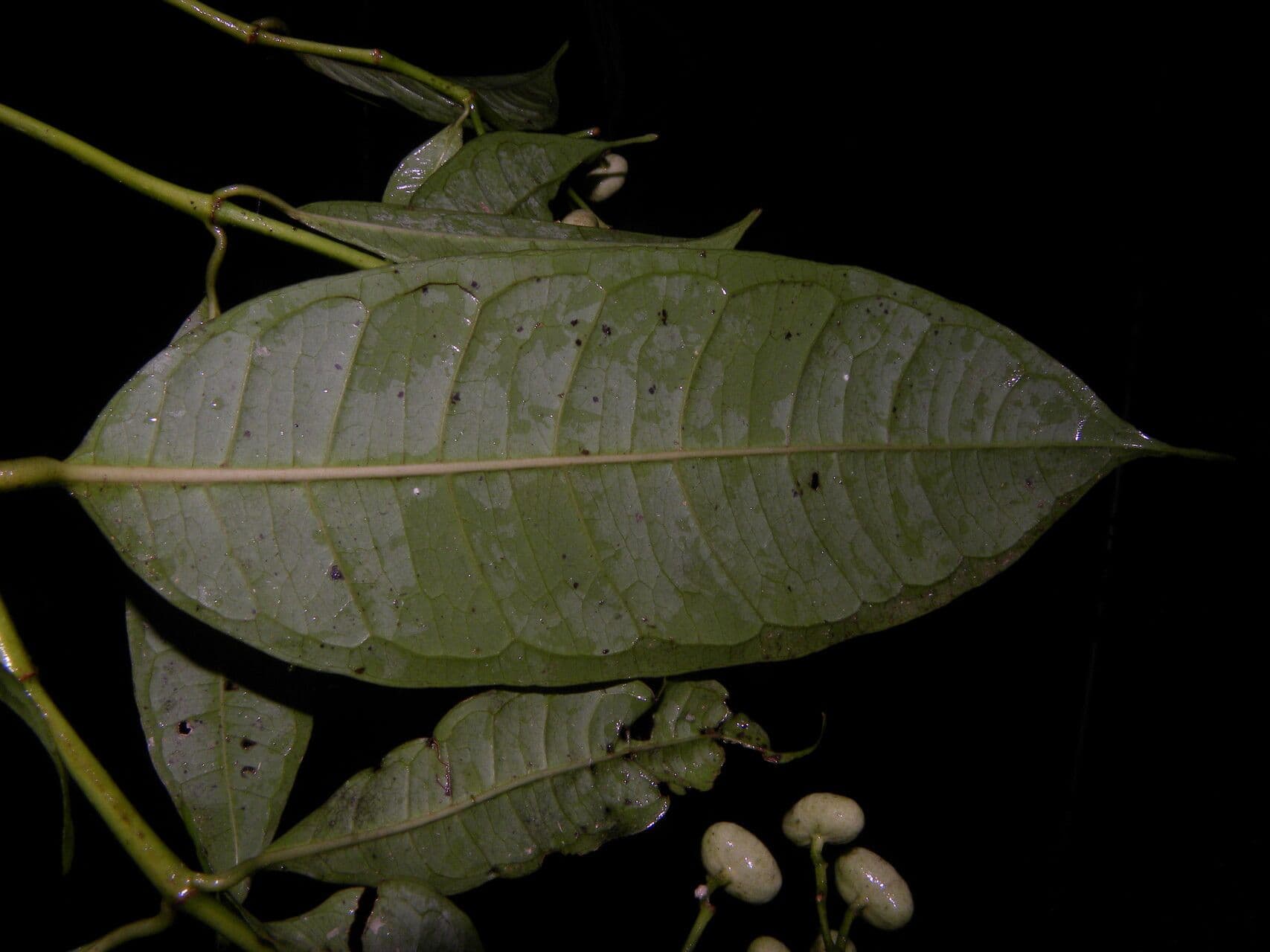 Faramea ghiandolosa 9
